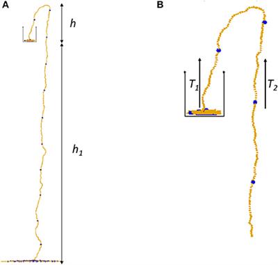 Mechanisms of the Flying Chain Fountain